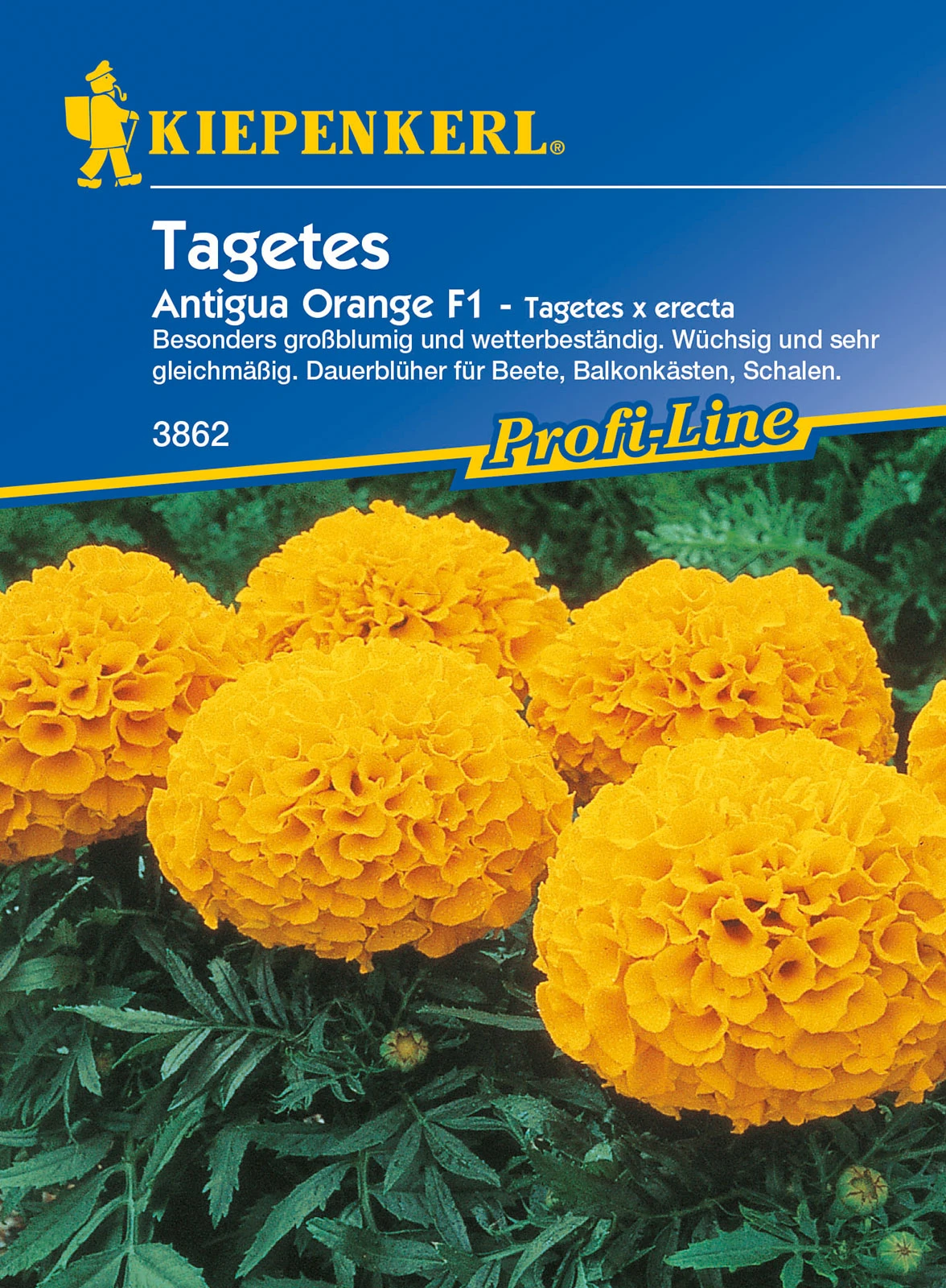 Tagetes Antigua Orange F1 | Studentenblumensamen Von Kiepenkerl 3 Tagetes Antigua Orange F1 | Studentenblumensamen Von Kiepenkerl