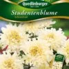Studentenblumen Schneeball | Studentenblumensamen Von Quedlinburger -Pegasu Samen Geschaft 532194 Studentenblumen Schneeball von Quedlinburge