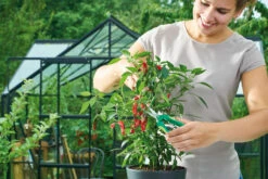 Ernteschere &quot;Curved&quot; | Gartenscheren Von Romberg