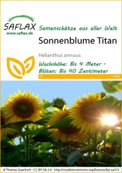 Sonnenblume Titan F1 | Sonnenblumensamen Von Saflax