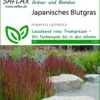 Japanisches Blutgras | Gräsersamen Von Saflax -Pegasu Samen Geschaft 535598 Japanisches Blutgras 13307 sa 0