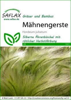 Mähnengerste | Gräsersamen Von Saflax