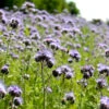 Phacelia | BIO Phaceliasamen Von Reinsaat -Pegasu Samen Geschaft 535915 BIO Phacelia Gr3 rs 0