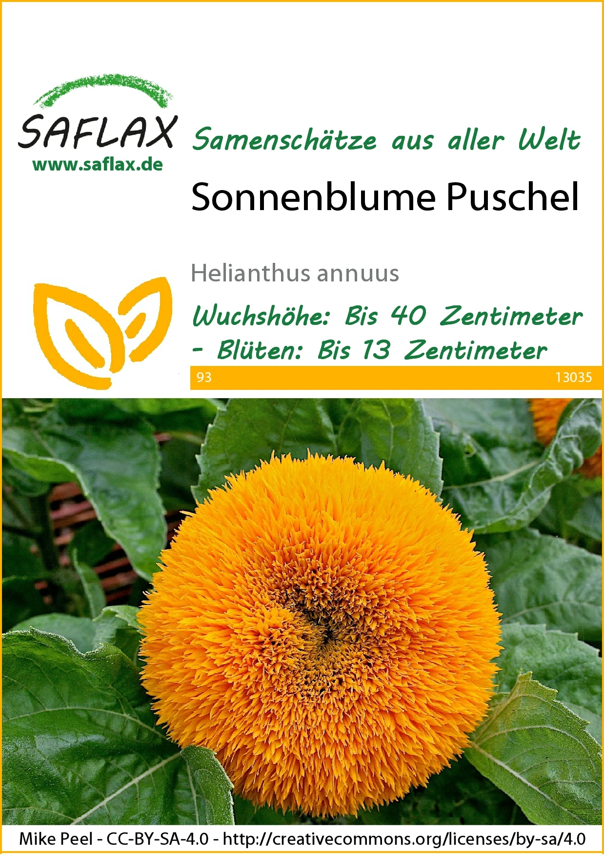 Sonnenblume Puschel | Sonnenblumensamen Von Saflax 4 Sonnenblume Puschel | Sonnenblumensamen Von Saflax – Bild 2