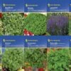 Kräuter - Saat - Sortiment Mit 10 Sorten | Kräutersamen-Sets Von Kiepenkerl -Pegasu Samen Geschaft 536769 Saat Sortiment Kraeuter 10 Sorten von Kiepe