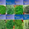 Kräuter-Saat-Sortiment Mit 8 Sorten | Kräutersamen Von Kiepenkerl -Pegasu Samen Geschaft 536784 Saat Sortiment Kraeuter 8 Sorten von Kiepen