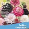 Witwenblume | BIO Wildblumensamen Von Reinsaat -Pegasu Samen Geschaft 540547 BIO Witwenblume B71 rs 0