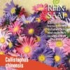 Sommeraster | BIO Asternsamen Von Reinsaat -Pegasu Samen Geschaft 540557 BIO Sommeraster B94 rs 0