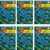 Vergissmeinnicht 10er Pack | Vergissmeinnichtsamen Von Frankonia Samen -Pegasu Samen Geschaft 540822 Vergissmeinnicht 10er Pack