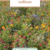 Blumenwiese Feldblumenmischung (100 G) | Blumensamen Von Bertrand -Pegasu Samen Geschaft 540950 Blumenwiese Landblumen 100 g