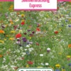 Blumenwiese Sommermischung Express (100 G) | Blumensamen Von Bertrand -Pegasu Samen Geschaft 540956 Blumenwiese Sommermischung Express 100 g