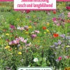 Blumenwiese Langanhaltende Sommermischung (100 G) | Blumensamen Von Bertrand -Pegasu Samen Geschaft 540957 Blumenwiese Sommermischung Rasch und Langbluehend 100 g