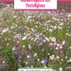 Blumenwiese Blumenteppich Mit Pastellglanz (100 G) | Blumensamen Von Bertrand -Pegasu Samen Geschaft 540961 Blumenwiese Blumenteppich mit Pastellglanz 100 g