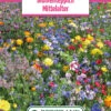 Blumenwiese Blumenteppich Mittelalter (100 G) | Blumensamen Von Bertrand -Pegasu Samen Geschaft 540965 Blumenwiese Blumenteppich Mittelalter 100 g