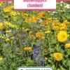 Blumenwiese Blumenteppich Chambord (100 G) | Blumensamen Von Bertrand -Pegasu Samen Geschaft 540970 Blumenwiese Blumenteppich Chambord 100 g