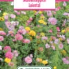 Blumenwiese Blumenteppich Loiretal (100 G) | Blumensamen Von Bertrand -Pegasu Samen Geschaft 540974 Blumenwiese Blumenteppich Loiretal 100 g