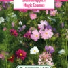 Blumenwiese Blumenteppich Magic Cosmos (100 G) | Blumensamen Von Bertrand -Pegasu Samen Geschaft 540978 Blumenwiese Blumenteppich Magic Cosmos 100 g