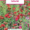 Blumenwiese Farbton Rot (100 G) | Blumensamen Von Bertrand 1 Blumenwiese Farbton Rot (100 G) | Blumensamen Von Bertrand -Pegasu Samen Geschaft 540983 Blumenwiese Farbton Rot 100 g