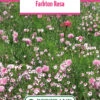 Blumenwiese Farbton Rosa (100 G) | Blumensamen Von Bertrand -Pegasu Samen Geschaft 540985 Blumenwiese Farbton Rosa 100 g