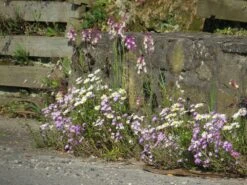 Blumenwiese Mauerfuß (100 G) | Blumensamen Von Bertrand -Pegasu Samen Geschaft 540995 Blumenwiese Fleurs Pieds de Murs Production Anjou hors catalog 100 g MP20200 100g 1