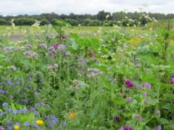 Blumenwiese Honigblumenwiese OFA Mehrjährig (100 G) | Blumensamen Von Bertrand -Pegasu Samen Geschaft 541015 Blumenwiese Trachtblumen fuer Bienen OFA mehrjaehrig 100 g MP20242 100g 1