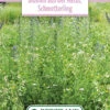 Blumenwiese Schmetterlingswiese (100 G) | Blumensamen Von Bertrand -Pegasu Samen Geschaft 541023 Blumenwiese Blumen aus der Natur Schmetterling 100 g