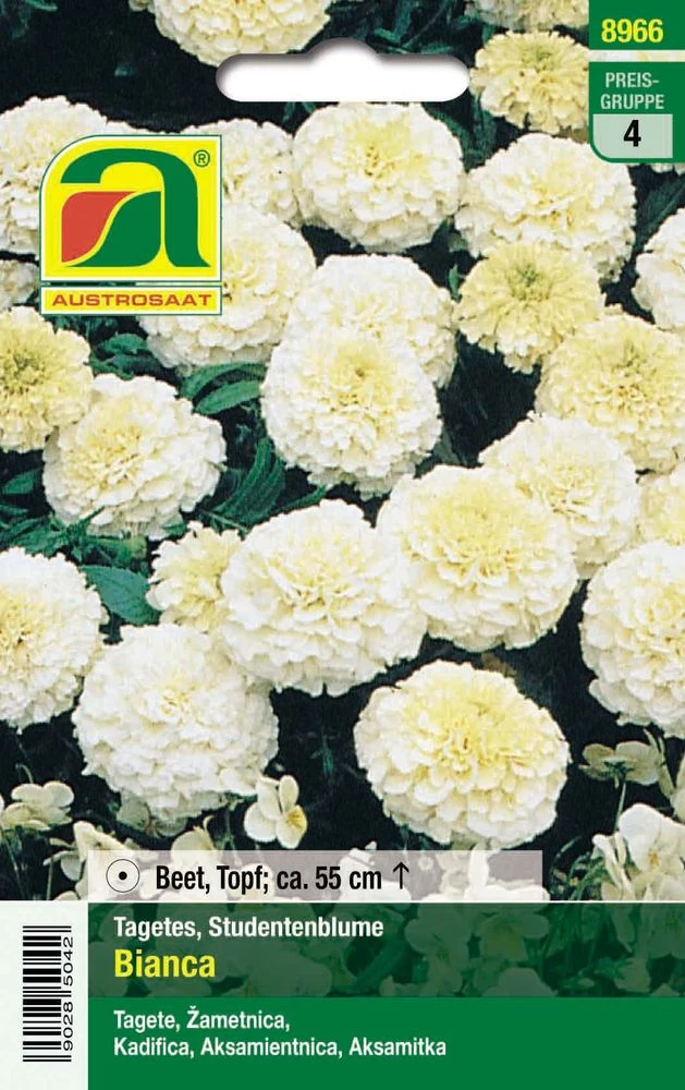 Studentenblume Bianca F1 | Studentenblumensamen Von Austrosaat 3 Studentenblume Bianca F1 | Studentenblumensamen Von Austrosaat