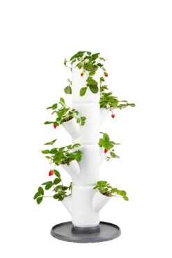 Sissi Strawberry Erdbeerturm Starter Weiß (4 Etagen) | Erdbeertürme Von Gusta Garden -Pegasu Samen Geschaft 543337 Sissi Strawberry Erdbeerturm starter weiss 4 Etagen