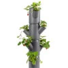 Sissi Strawberry Erdbeerturm Starter Anthrazit (4 Etagen) | Erdbeertürme Von Gusta Garden 1 Sissi Strawberry Erdbeerturm Starter Anthrazit (4 Etagen) | Erdbeertürme Von Gusta Garden -Pegasu Samen Geschaft 543338 Sissy Strawberry starter anthrazit 4 Etagen