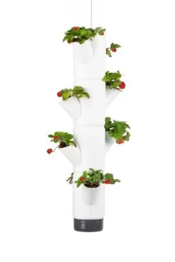Sissi Strawberry Erdbeerturm Hanging Weiß (4 Etagen) | Erdbeertürme Von Gusta Garden 9 Sissi Strawberry Erdbeerturm Hanging Weiß (4 Etagen) | Erdbeertürme Von Gusta Garden -Pegasu Samen Geschaft 543597 Sissi Strawberry Hanging weiss 4 Etagen