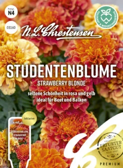 Studentenblume Strawberry Blonde | Studentenblumensamen Von N.L. Chrestensen -Pegasu Samen Geschaft 543879 Studentenblume Strawberry Blonde
