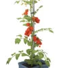 Tom Tomato Tomatentopf Blau | Tomatentöpfe Von Gusta Garden -Pegasu Samen Geschaft 547959 Tom Tomato Blau