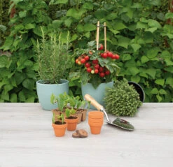 5 X 5,7 Cm Terracotta Töpfe (9 Stück) | Anzuchttöpfe Von Sogo -Pegasu Samen Geschaft 548518 5 x 5 7 cm Terracotta Toepfe 9 Stueck 887322 sg 3