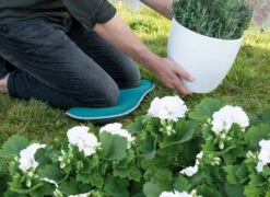 Kniekissen Blau | Gartengeräte Von Sogo 11 Kniekissen Blau | Gartengeräte Von Sogo -Pegasu Samen Geschaft 548561 Kniekissen blau 887510 sg 4