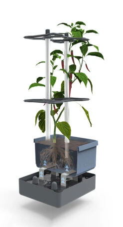 Charly Chili Chilitopf Blau | Chilitöpfe Von Gusta Garden -Pegasu Samen Geschaft 548626 Charly Chili Chilitopf blau 104710 gg 2