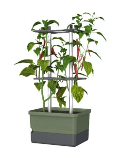 Charly Chili Chilitopf Dunkelgrün | Chilitöpfe Von Gusta Garden 11 Charly Chili Chilitopf Dunkelgrün | Chilitöpfe Von Gusta Garden -Pegasu Samen Geschaft 548627 Charly Chili Chilitopf dunkelgruen 103710 gg 0