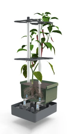 Charly Chili Chilitopf Dunkelgrün | Chilitöpfe Von Gusta Garden 9 Charly Chili Chilitopf Dunkelgrün | Chilitöpfe Von Gusta Garden -Pegasu Samen Geschaft 548627 Charly Chili Chilitopf dunkelgruen 103710 gg 2