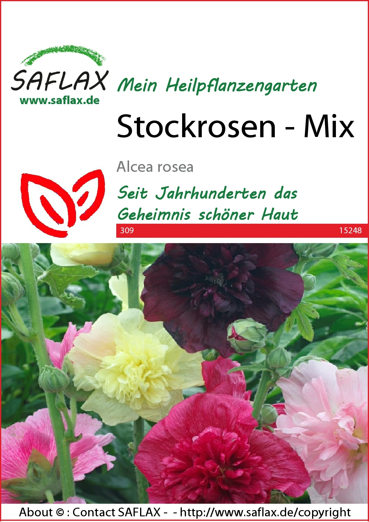Stockrosen Mix | Blumensamenmischung Von Saflax 3 Stockrosen Mix | Blumensamenmischung Von Saflax