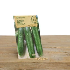 Gewächshaus Set Albert Pflanzfein | BIO Gemüsesamen-Sets Von Samen Maier -Pegasu Samen Geschaft 550509 BIO Gewaechshaus Set Albert Pflanzfein A08 sm 4