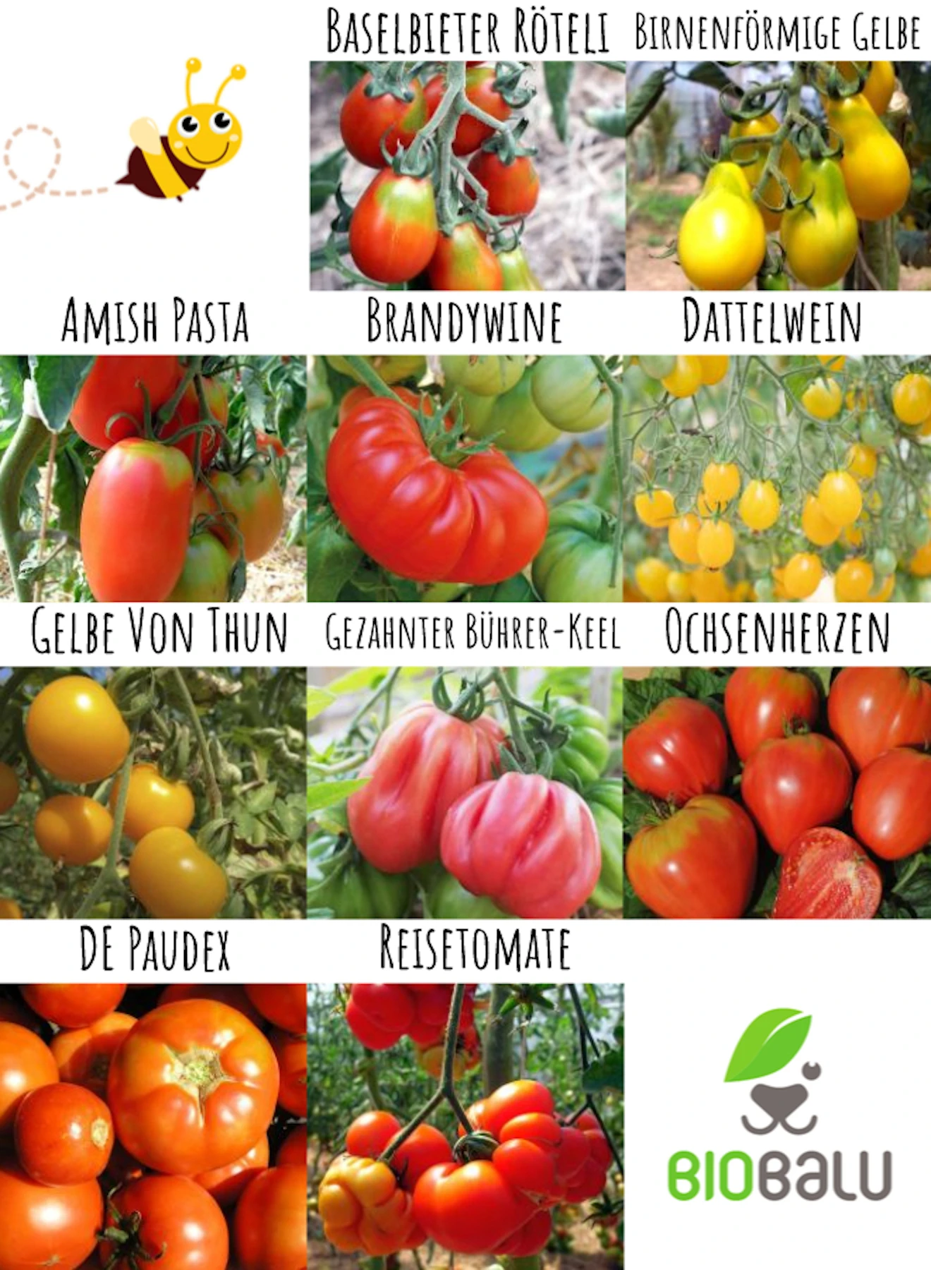Tomatensamen 10 Alte Sorten Set | BIO Gemüsesamen-Sets Von Biobalu 6 Tomatensamen 10 Alte Sorten Set | BIO Gemüsesamen-Sets Von Biobalu – Bild 4