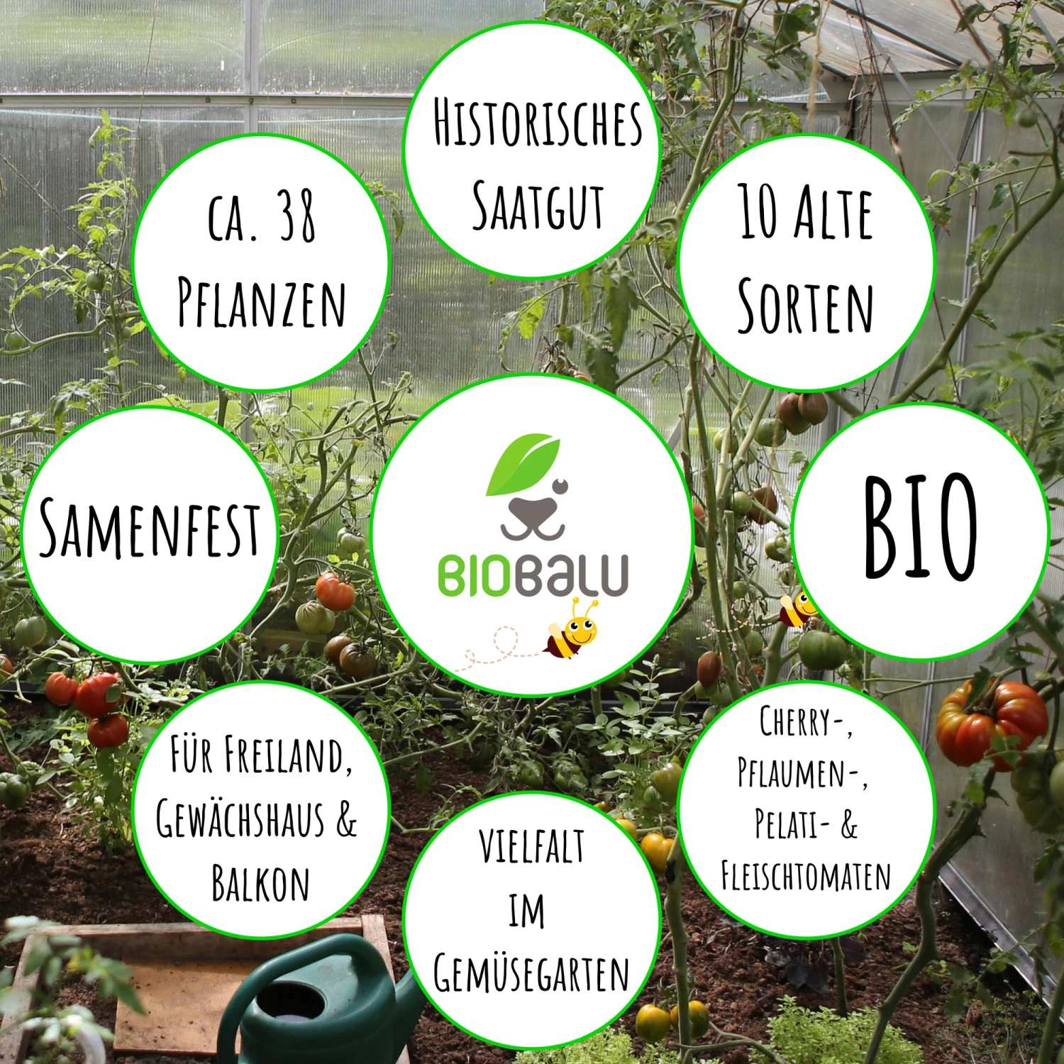 Tomatensamen 10 Alte Sorten Set | BIO Gemüsesamen-Sets Von Biobalu 4 Tomatensamen 10 Alte Sorten Set | BIO Gemüsesamen-Sets Von Biobalu – Bild 2