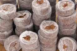 Kokos Quelltöpfe (1155 Stück) | BIO Kokos Quelltöpfe Von Jiffy -Pegasu Samen Geschaft 551968 BIO Kokos Quelltoepfe 1155 Stueck 63170030 jf 6