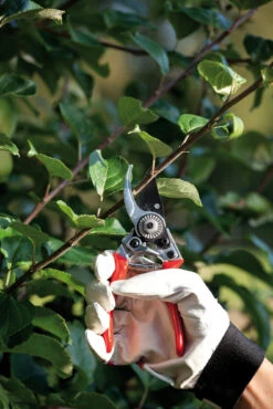 Gartenschere (17 Cm) | Scheren Von Nelson Garden -Pegasu Samen Geschaft 552155 Gartenschere 17 cm 5395 ng 1