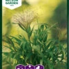 Haarästige Ripsenhirse Frosted Explotion | Gräsersamen Von Nelson Garden -Pegasu Samen Geschaft 552242 Haaraestige Ripsenhirse Frosted Explotion 94724A ng 0