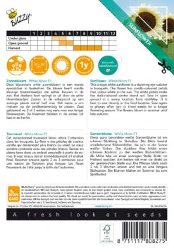 Sonnenblume White Moon F1 | Sonnenblumensamen Von Buzzy Seeds -Pegasu Samen Geschaft 552553 Sonnenblume White Moon F1 80827 by 1