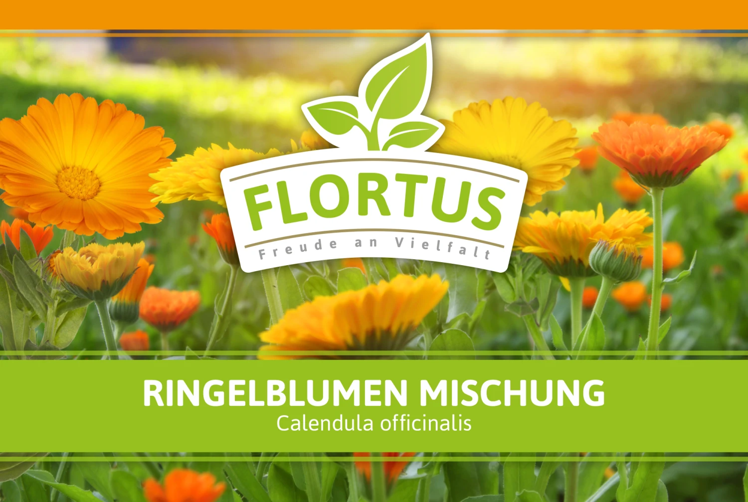 Ringelblumen Mischung | Blumenwiese Von FLORTUS 9 Ringelblumen Mischung | Blumenwiese Von FLORTUS – Bild 7