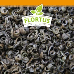 Ringelblumen Mischung | Blumenwiese Von FLORTUS 11 Ringelblumen Mischung | Blumenwiese Von FLORTUS -Pegasu Samen Geschaft 554533 Ringelblumen Mischung 1 kg 530747 Ringelblumen Mischung 1 kg 2000 0209 6