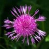 Wildblütenrasen Nord (30 G) | Blumenrasen Von Tausende Gärten -Pegasu Samen Geschaft 554854 Wildbluetenrasen Nord 30 g 050 0027 3