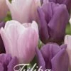 Tulpe Promise (15 Stück) | Tulpenzwiebeln Von Sam Van Schooten -Pegasu Samen Geschaft 555228 Tulpe Promise 15 Stueck 10249 bl 0