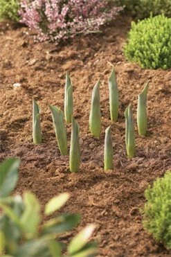 Blumenzwiebel Korb | Gartenzubehör Von Garland -Pegasu Samen Geschaft 558874 23 cm Blumenzwiebel Korb Klein 3 Stueck W0470 gl 2